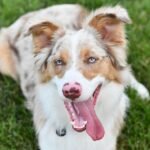Everything You Need to Know About the Aussie Shepherd Dog