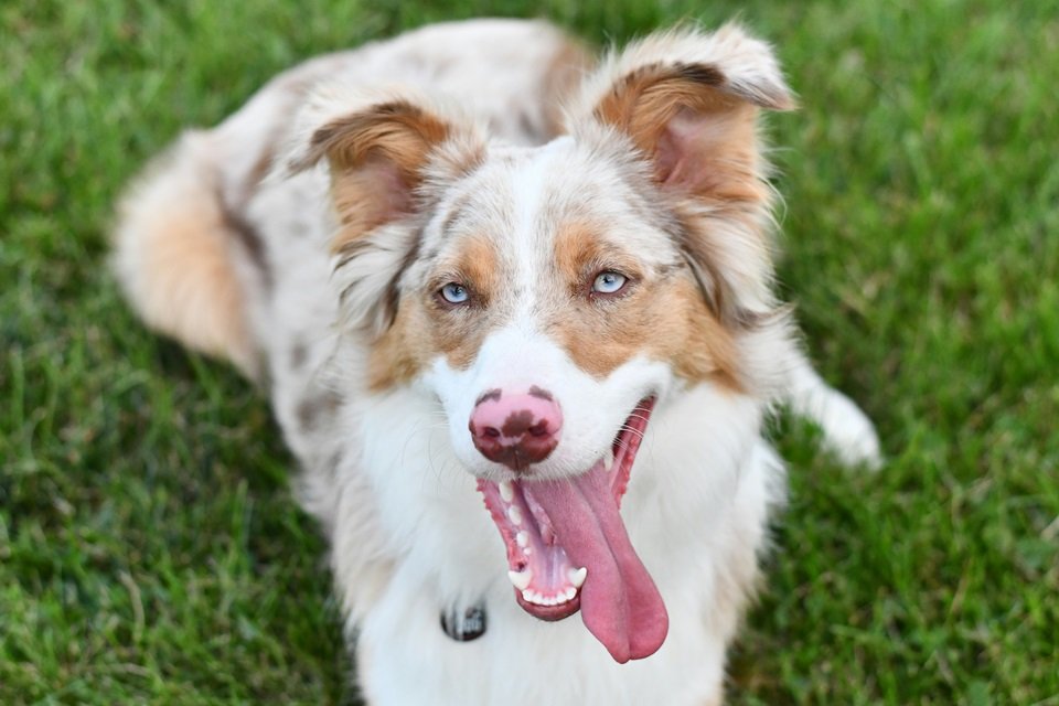 Everything You Need to Know About the Aussie Shepherd Dog